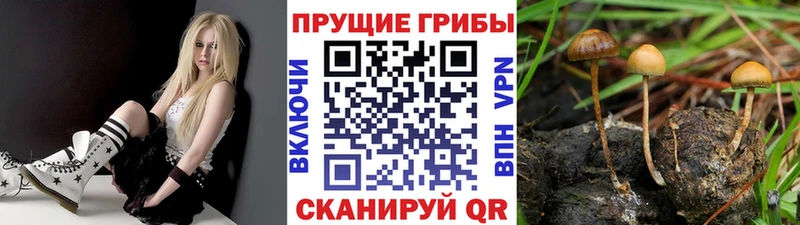 blacksprut зеркало  Шебекино  Псилоцибиновые грибы ЛСД 